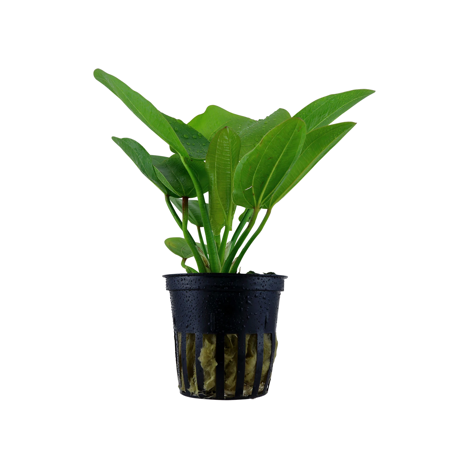 Echinodorus 'Aquartica' - kruka, 5-pack från Tropica