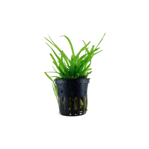 Sagittaria subulata - kruka, 5-pack från Tropica