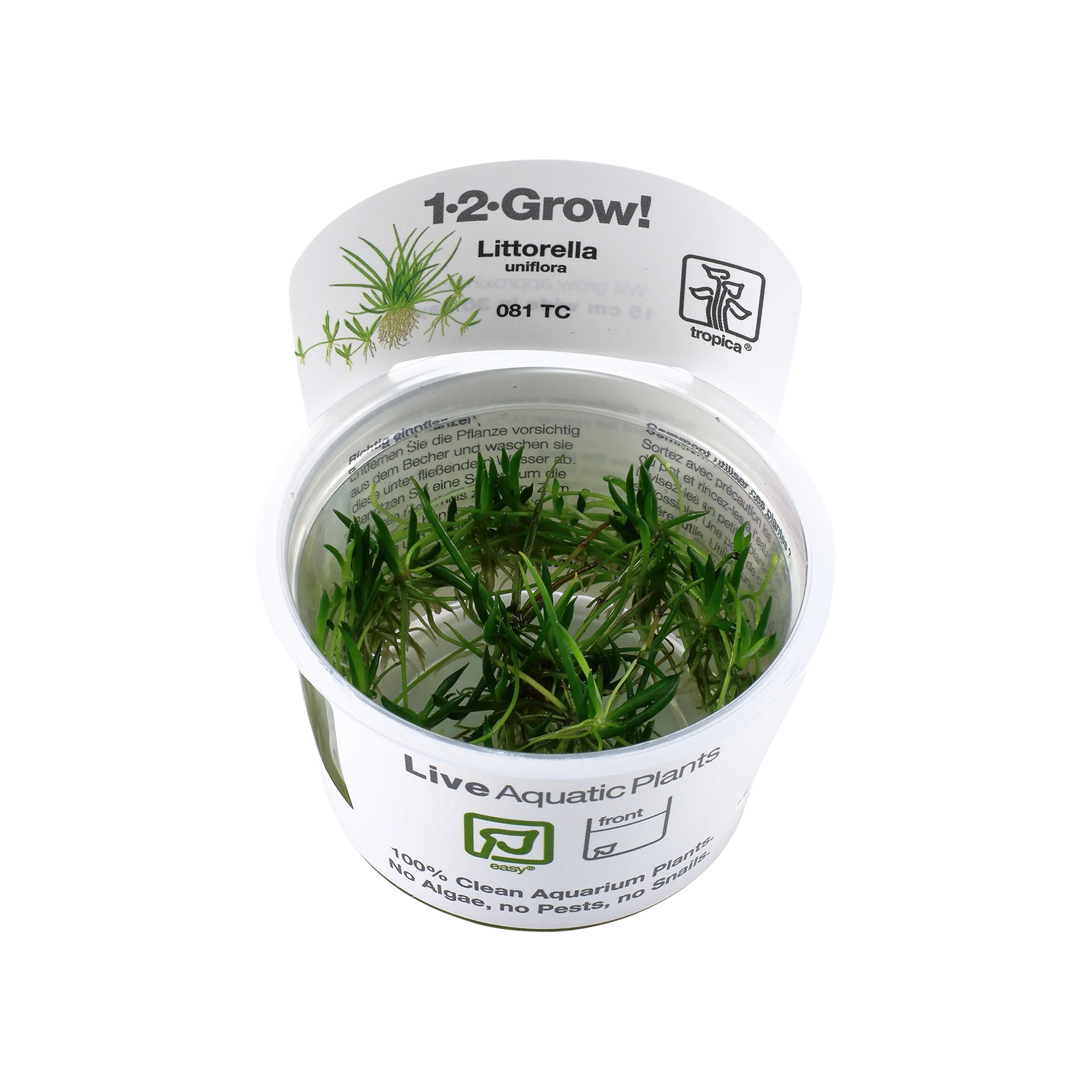 Littorella uniflora - 1-2-Grow!, 3-pack från Tropica