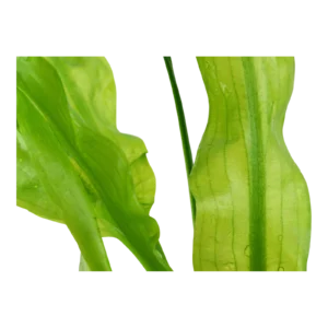 Aponogeton ulvaceus - portion, 5-pack från Tropica