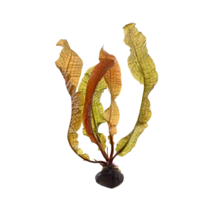Aponogeton boivinianus - portion, 5-pack från Tropica