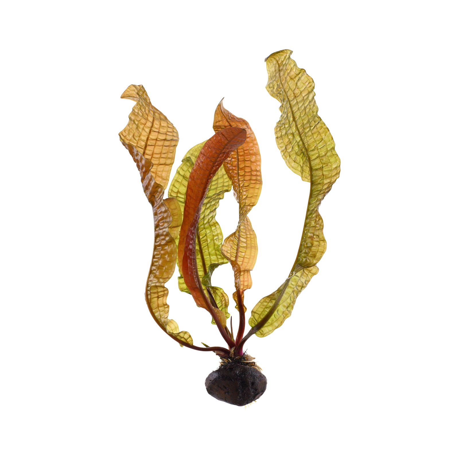 Aponogeton boivinianus - portion, 5-pack från Tropica