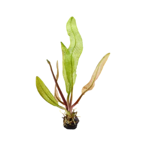 Aponogeton madagascariensis - portion, 5-pack från Tropica