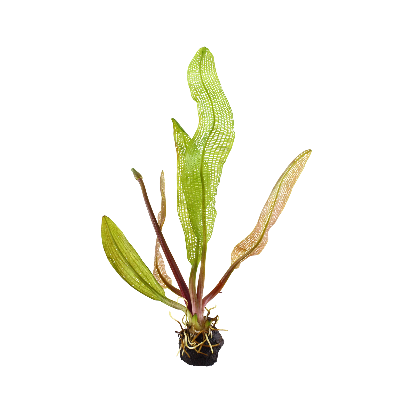 Aponogeton madagascariensis - portion, 5-pack från Tropica
