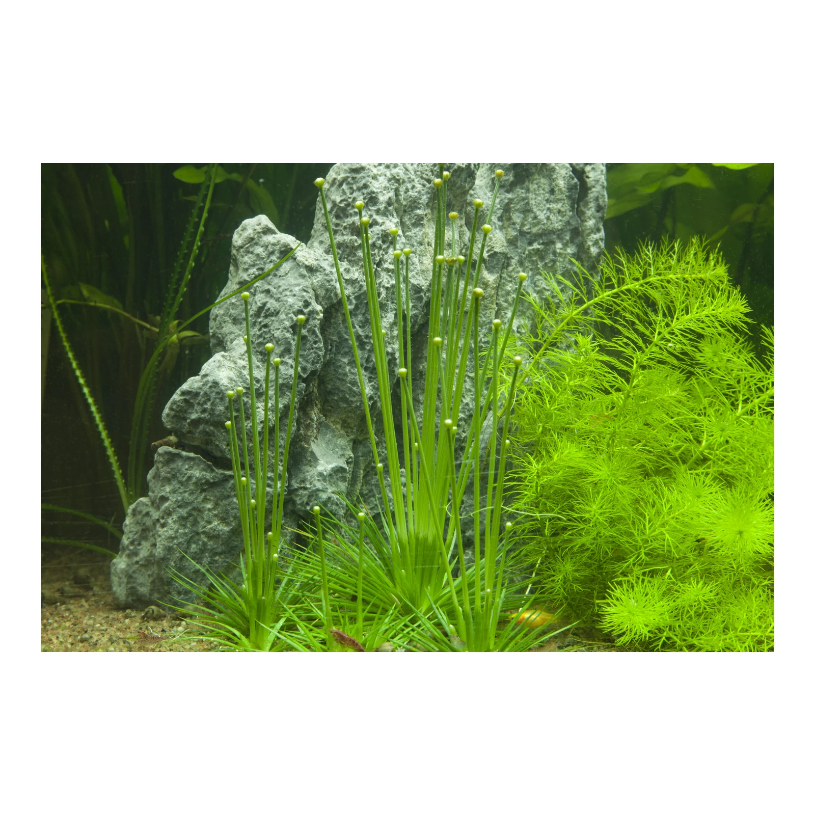 Eriocaulon cinereum - 1-2-Grow!, 3-pack från Tropica