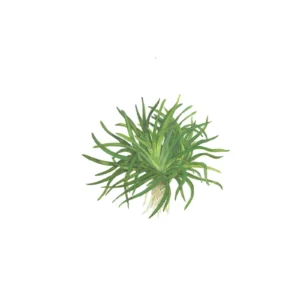 Eriocaulon sp. 'Vietnam' - kruka, 5-pack från Tropica