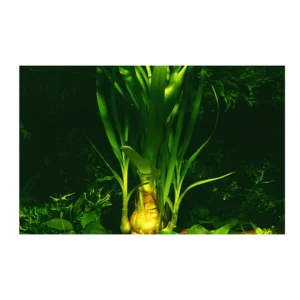 Crinum thaianum - kruka från Tropica