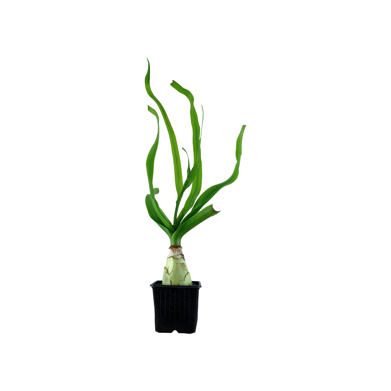 Crinum thaianum - XL-kruka från Tropica