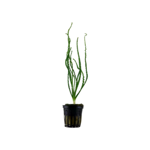 Crinum calamistratum - kruka från Tropica