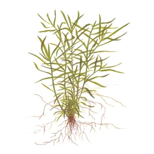Heteranthera zosterifolia - 1-2-Grow!, 3-pack från Tropica