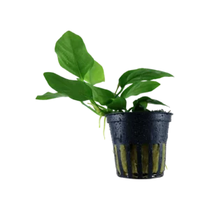 Anubias barteri var. nana - kruka, 5-pack från Tropica