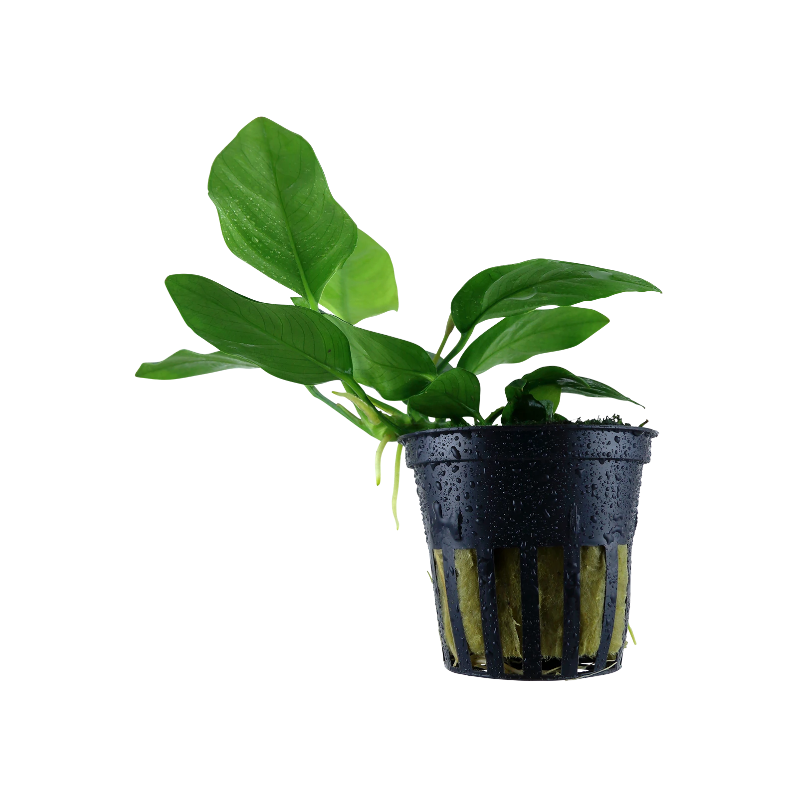 Anubias barteri var. nana - kruka, 5-pack från Tropica