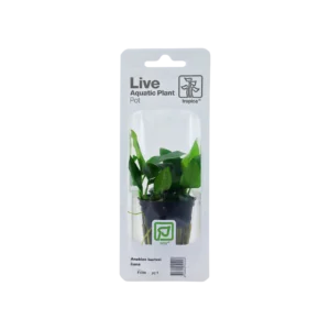 Anubias barteri nana - singelförpackad kruka, 3-pack från Tropica