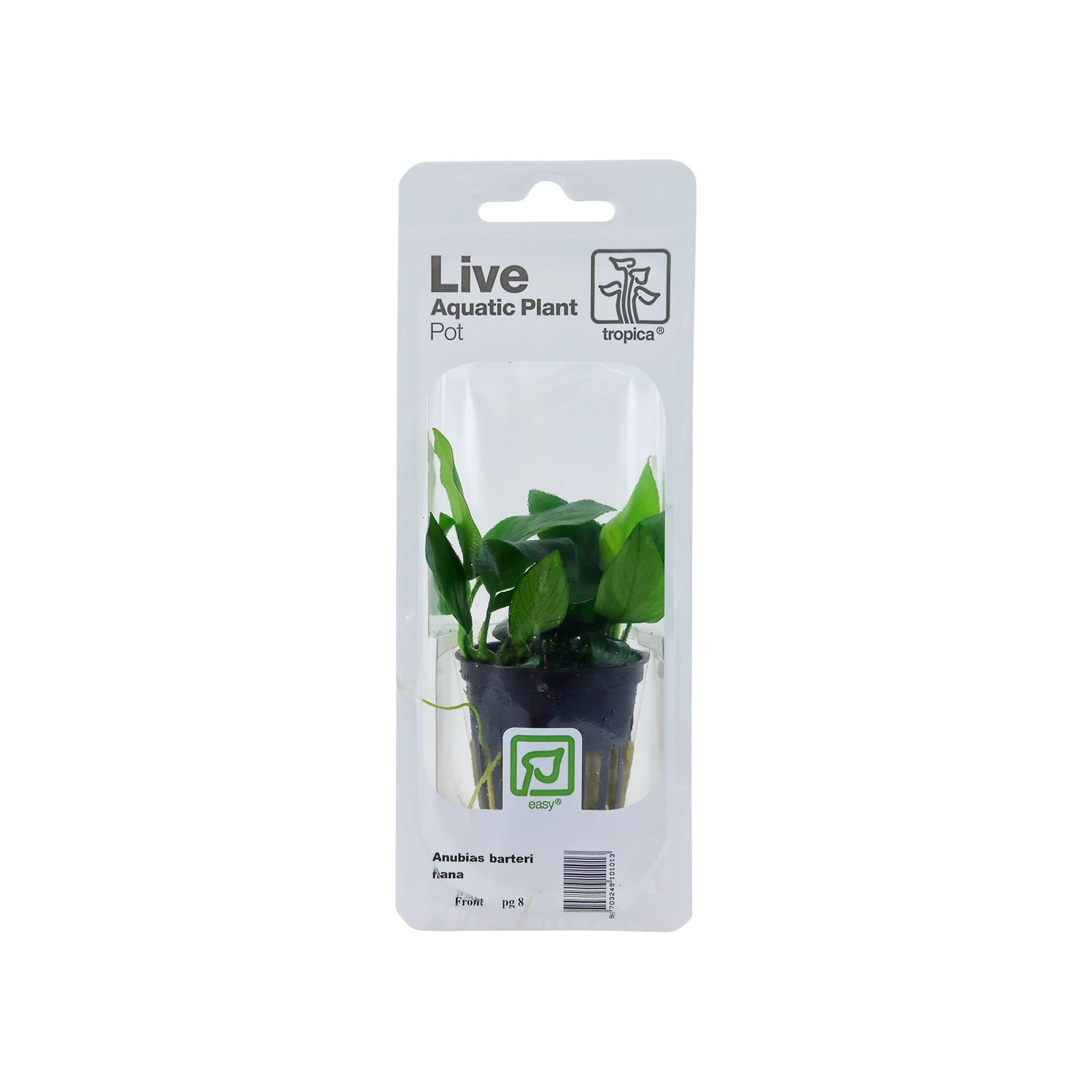 Anubias barteri nana - singelförpackad kruka, 3-pack från Tropica