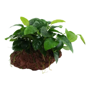 Anubias barteri nana - på sten från Tropica