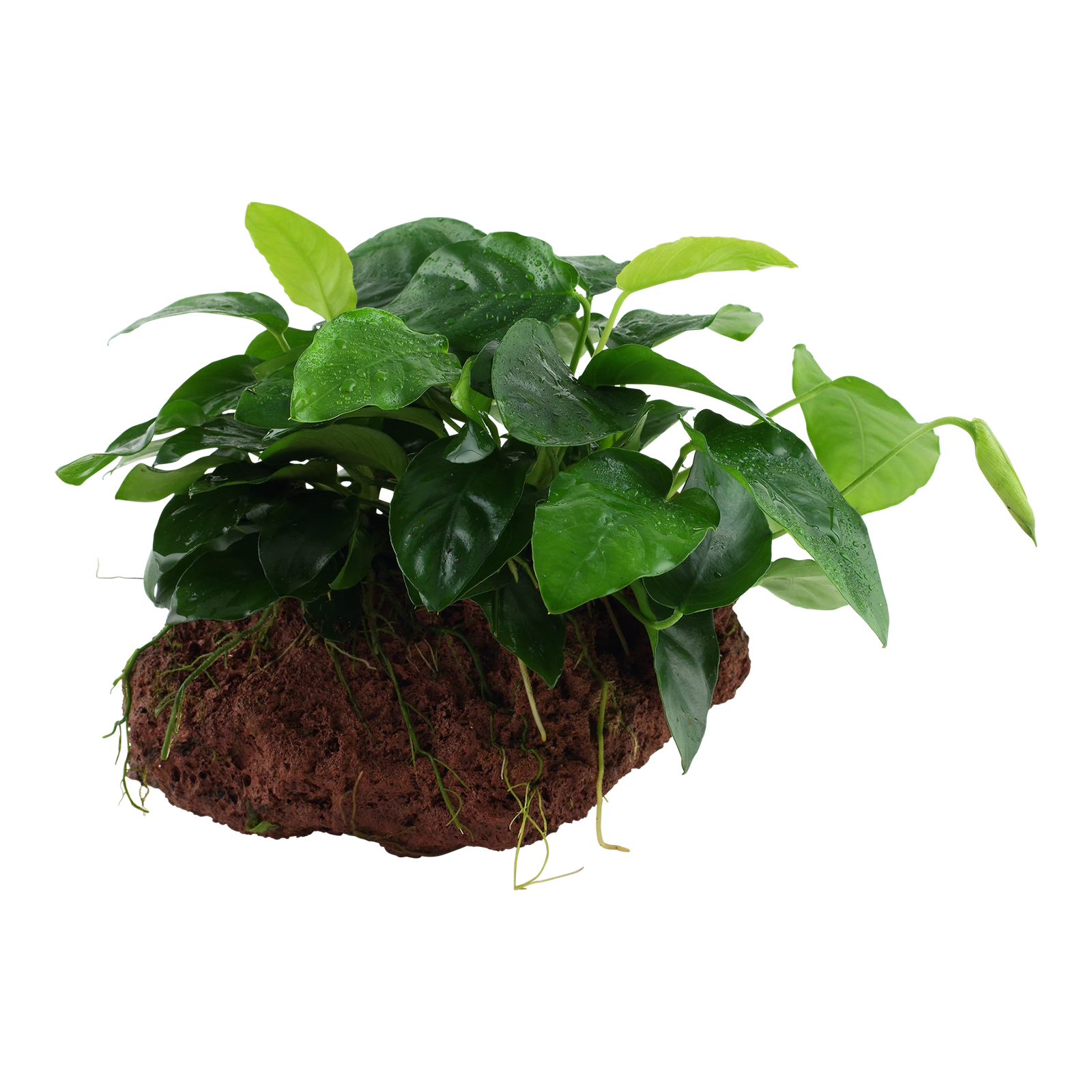 Anubias barteri nana - på sten från Tropica
