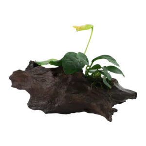 Anubias barteri nana - på rot från Tropica