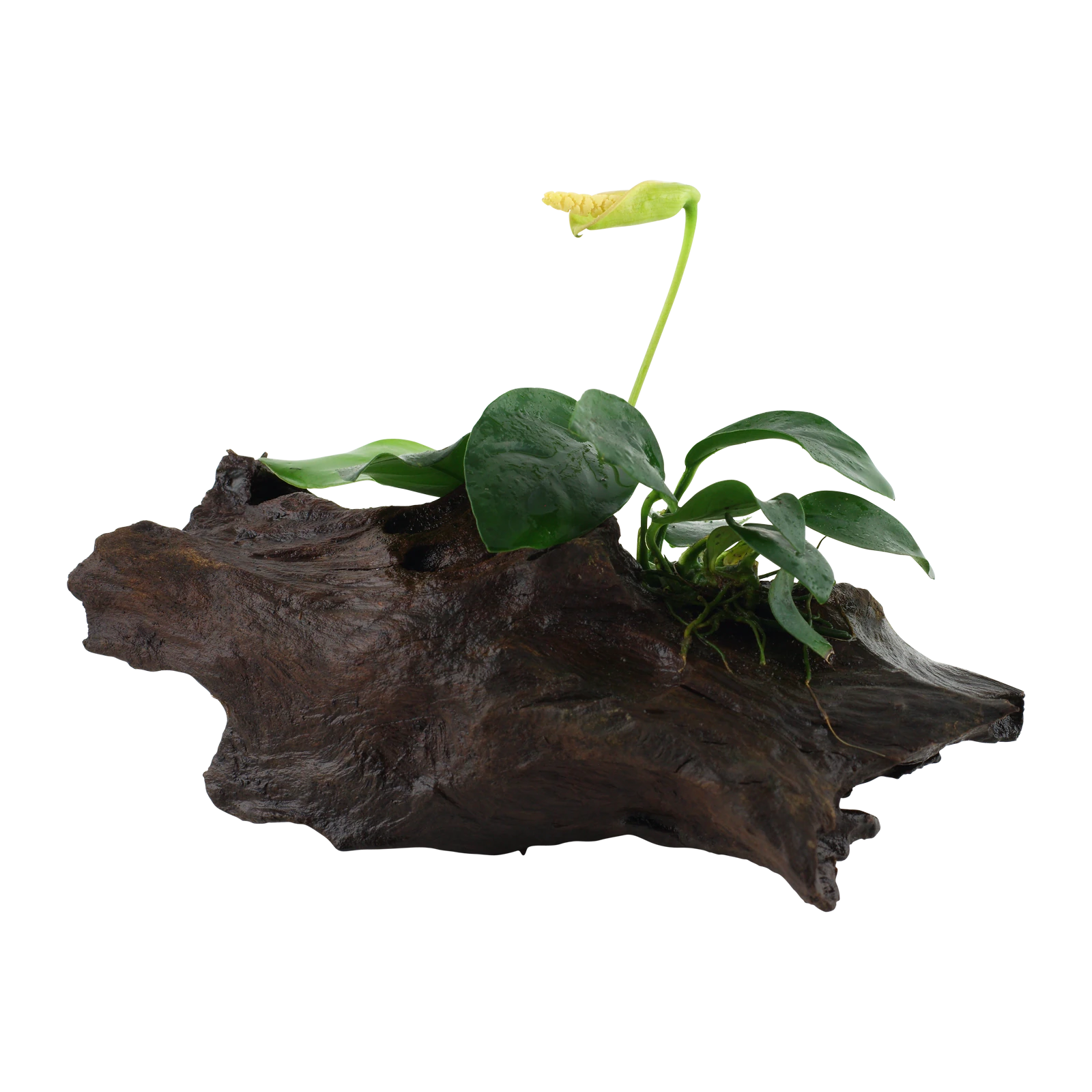 Anubias barteri nana - på rot från Tropica