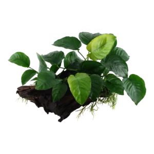 Anubias barteri sp. - på XL-rot från Tropica