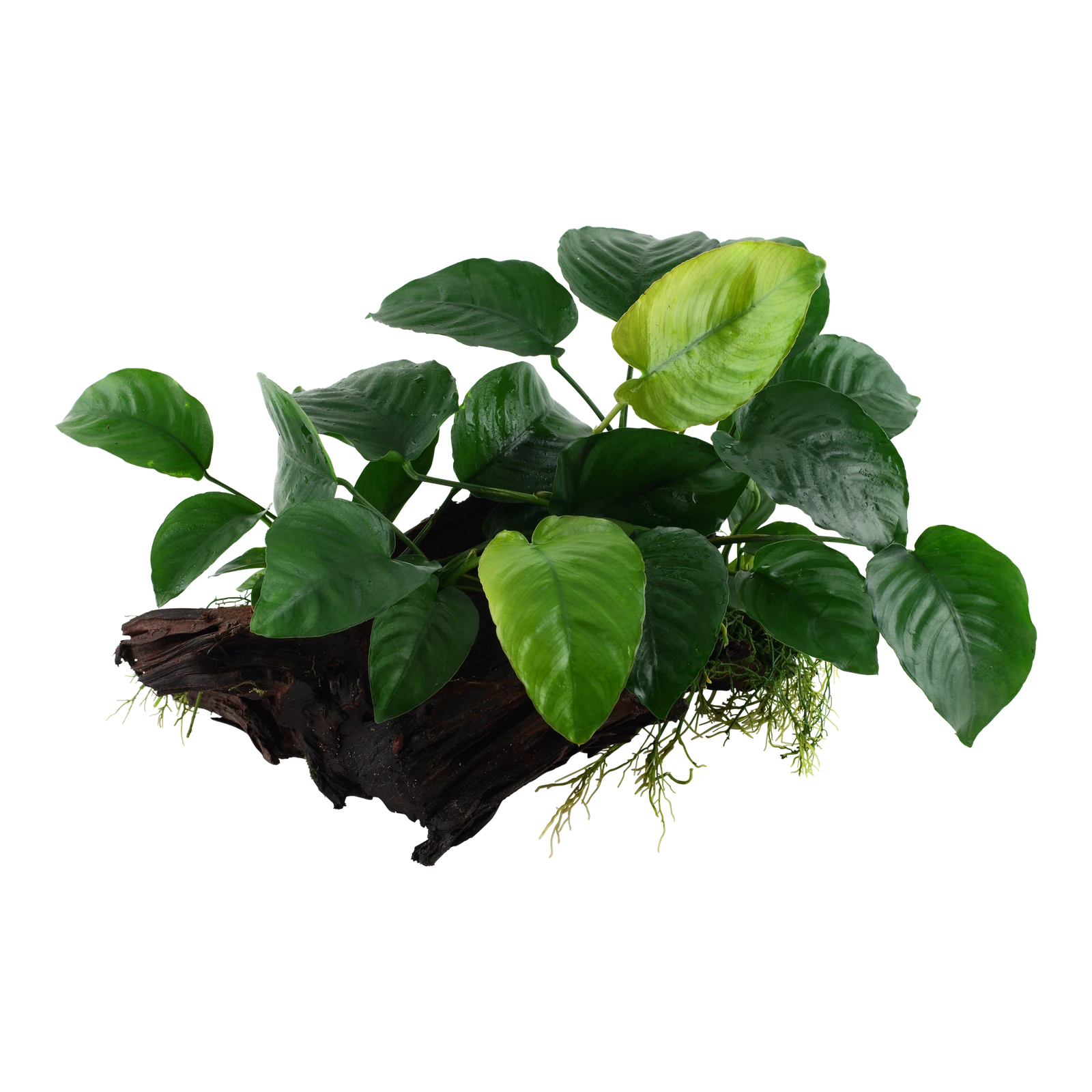 Anubias barteri sp. - på XL-rot från Tropica