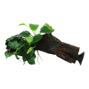 Anubias barteri nana - på rot med sugkopp från Tropica