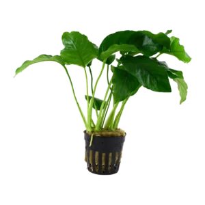 Anubias barteri var. barteri - kruka, 5-pack från Tropica