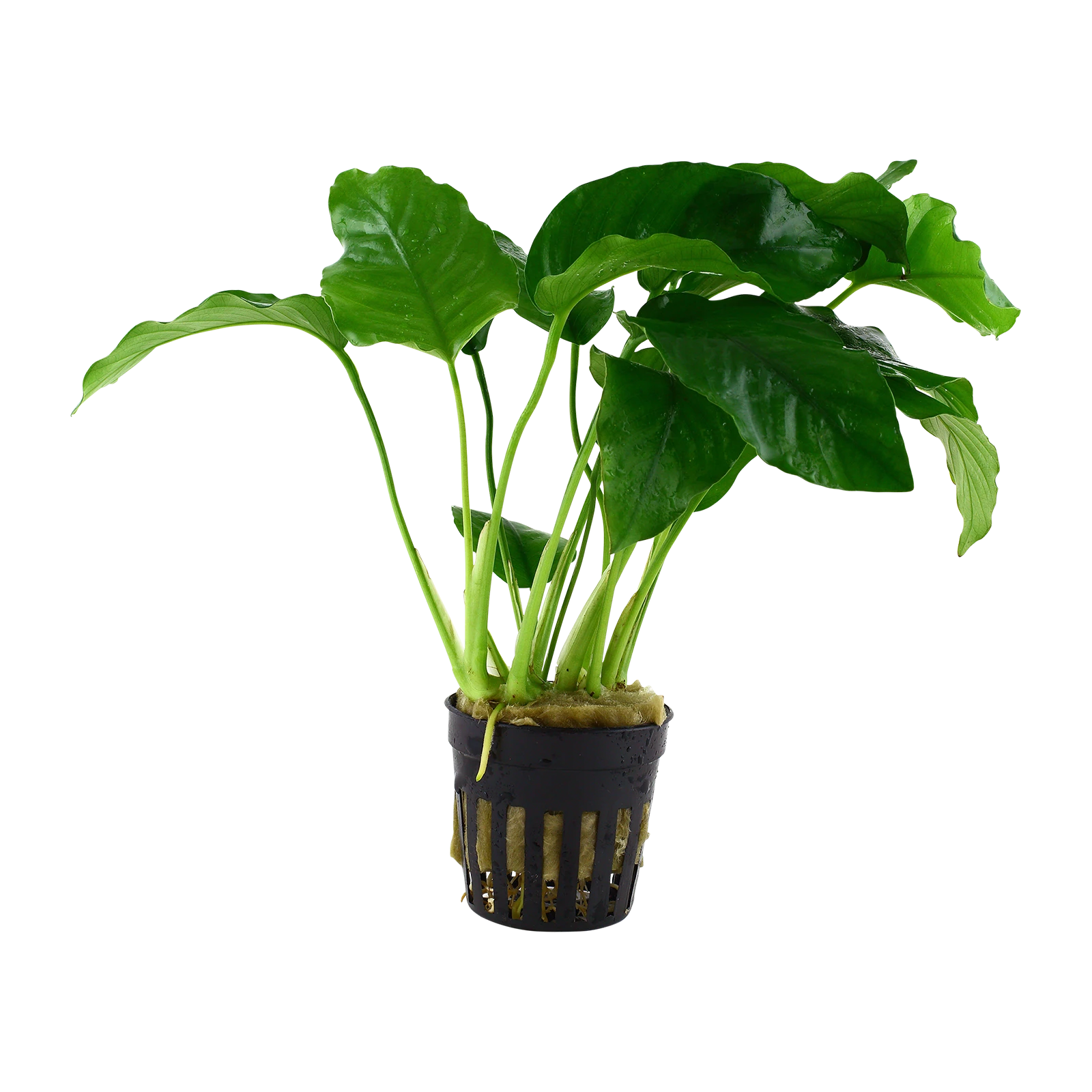 Anubias barteri var. barteri - kruka, 5-pack från Tropica