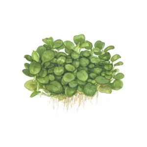 Anubias barteri 'Mini Coin' - 1-2-Grow!, 3-pack från Tropica