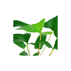 Anubias gracilis - kruka, 5-pack från Tropica