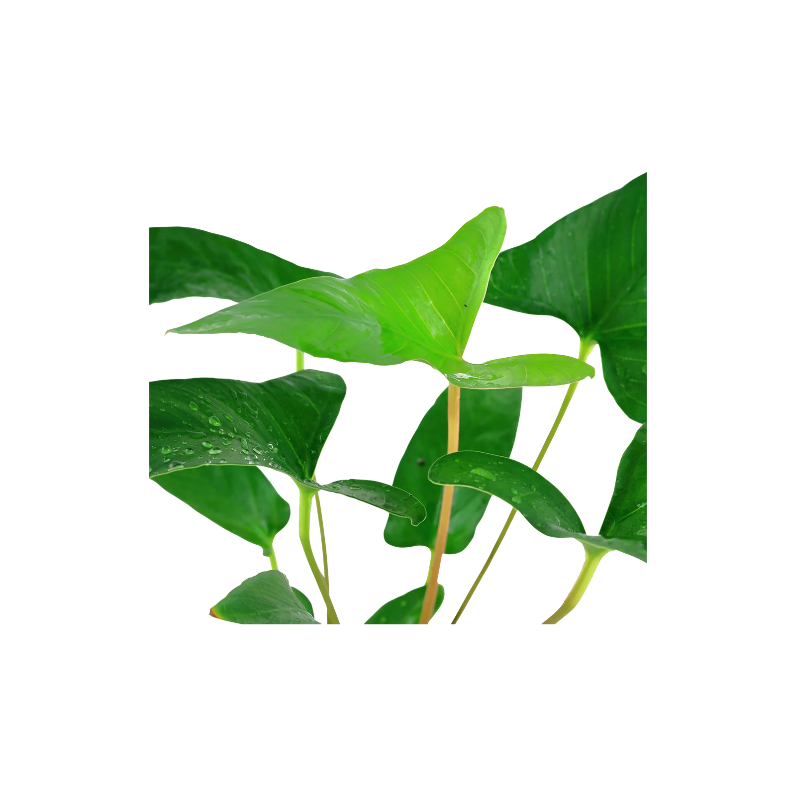 Anubias gracilis - kruka, 5-pack från Tropica