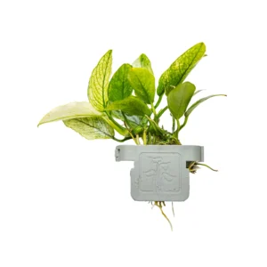 Anubias barteri var. nana ’Pinto’ - clip, 5-pack från Tropica