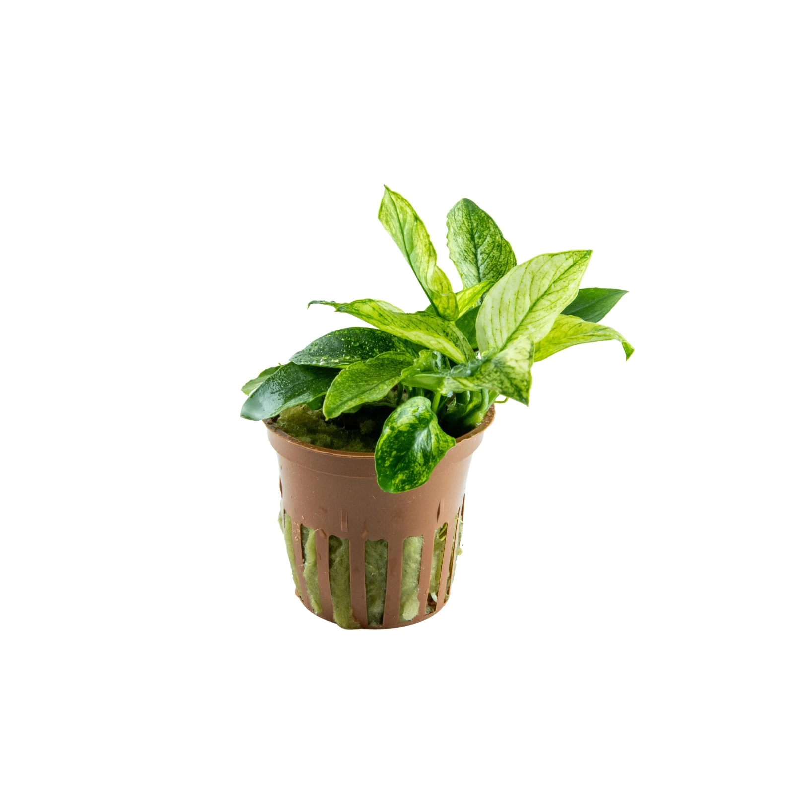 Anubias barteri var. nana ’Pinto’ - kruka, 5-pack från Tropica