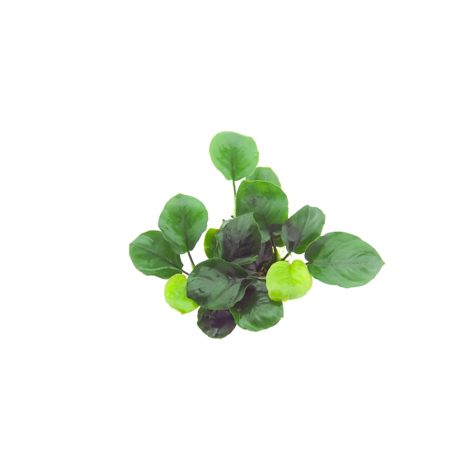 Anubias barteri ’Coin Leaf’ - kruka, 5-pack från Tropica