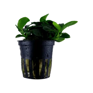 Anubias barteri 'Petite' - kruka, 5-pack från Tropica