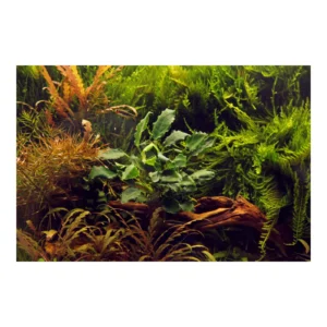 Anubias barteri var. nana ’Kirin’ - kruka, 5-pack från Tropica