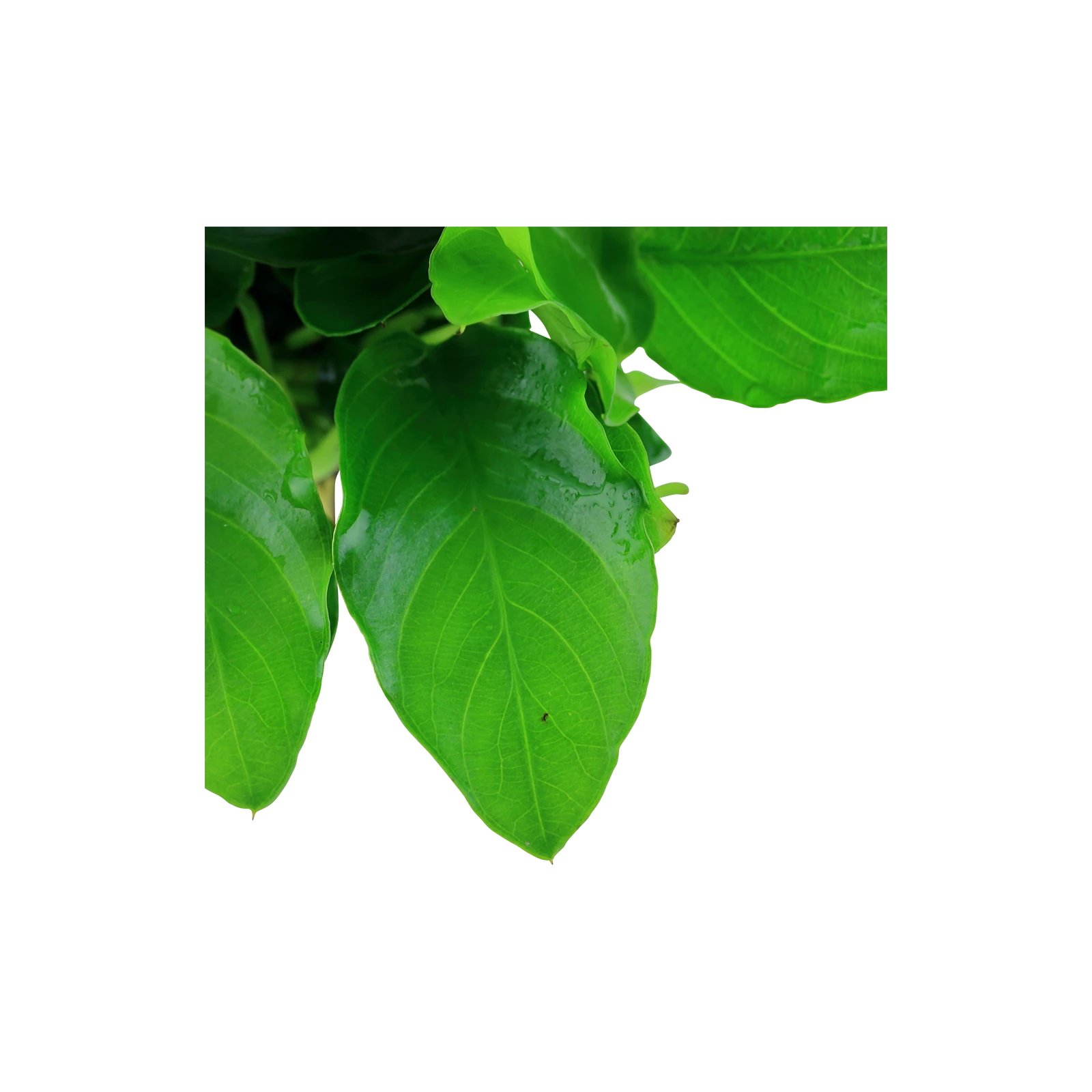 Anubias barteri var. nana 'Large' - kruka, 5-pack från Tropica