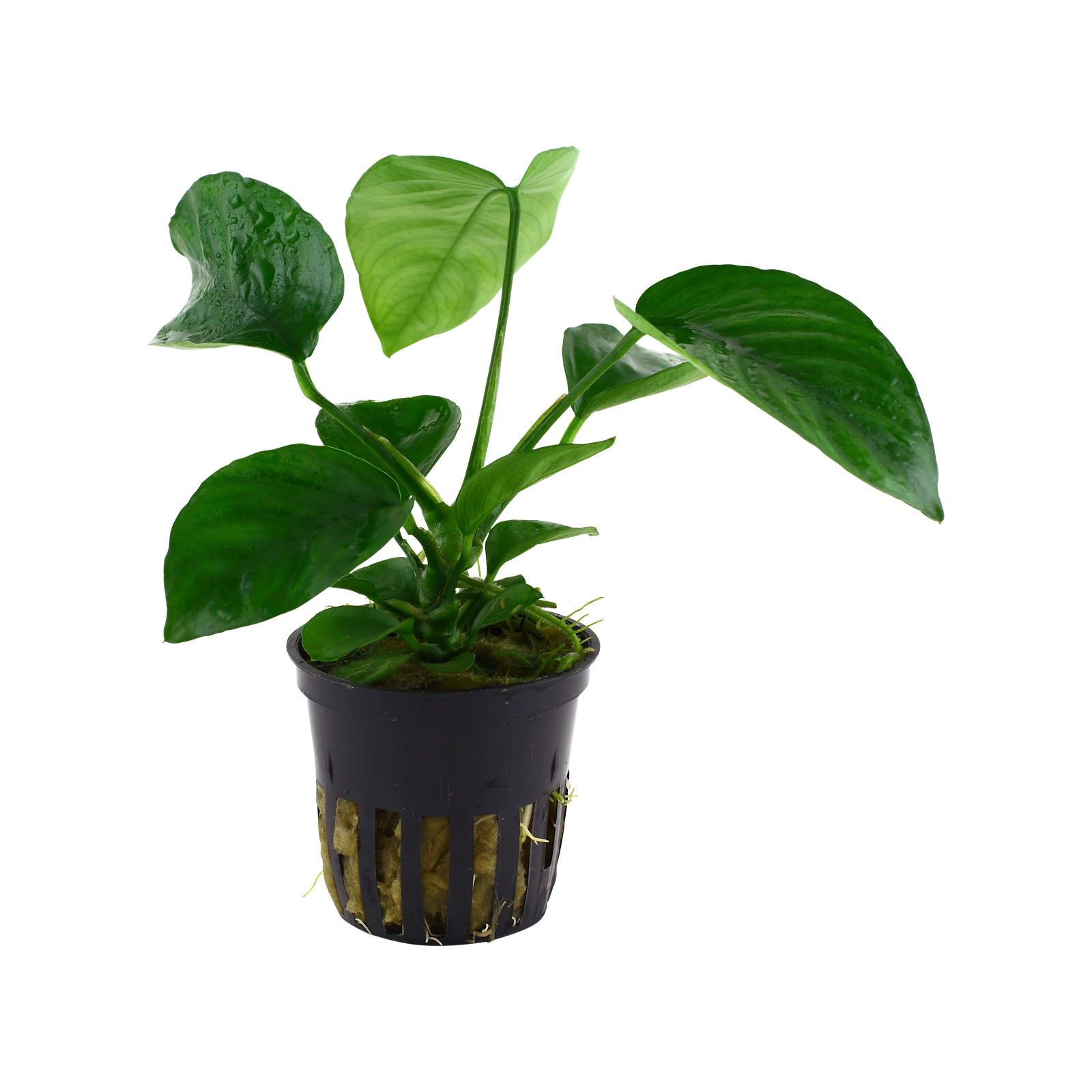 Anubias barteri caladiifolia - kruka, 5-pack från Tropica