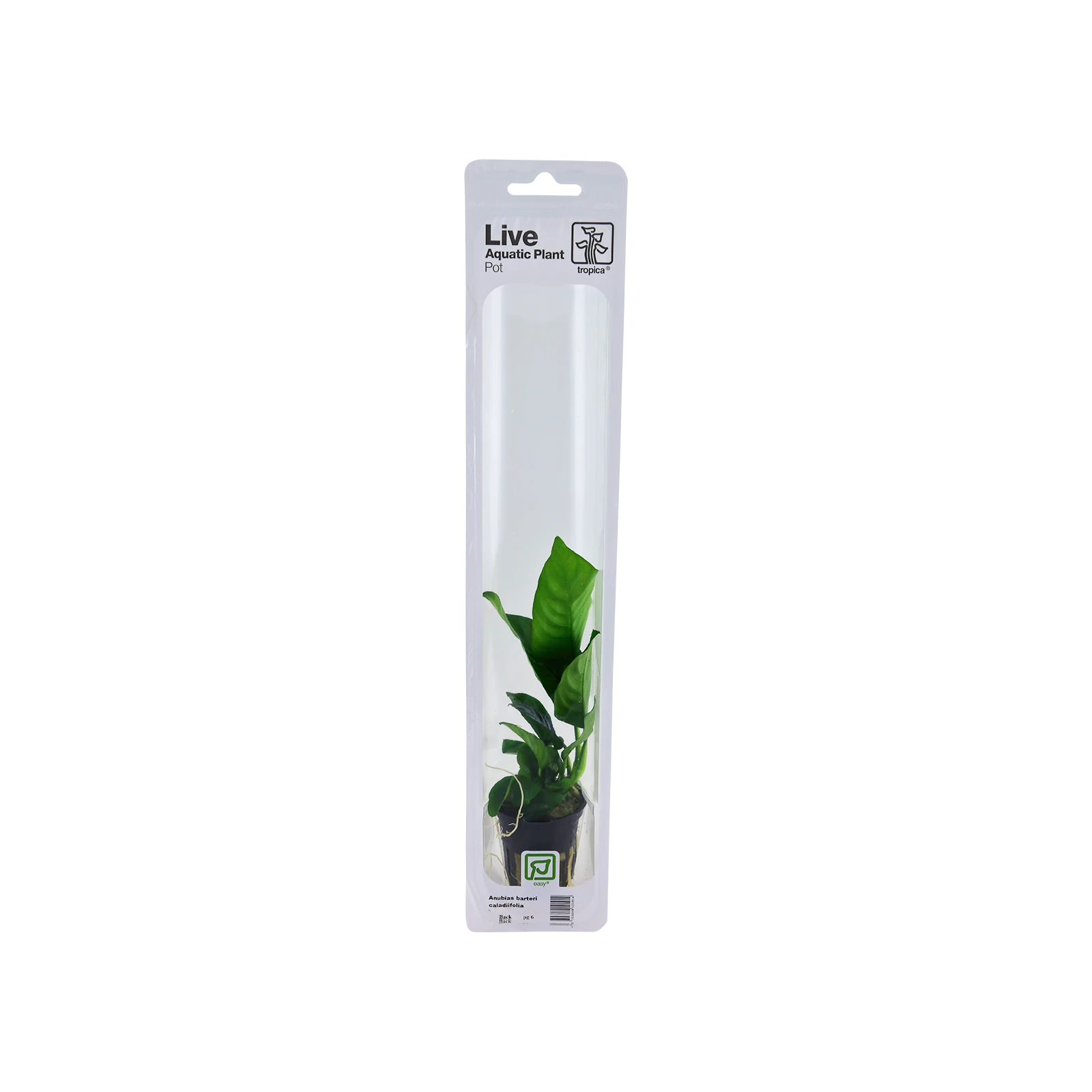 Anubias barteri caladiifolia - singelförpackad kruka, 3-pack från Tropica