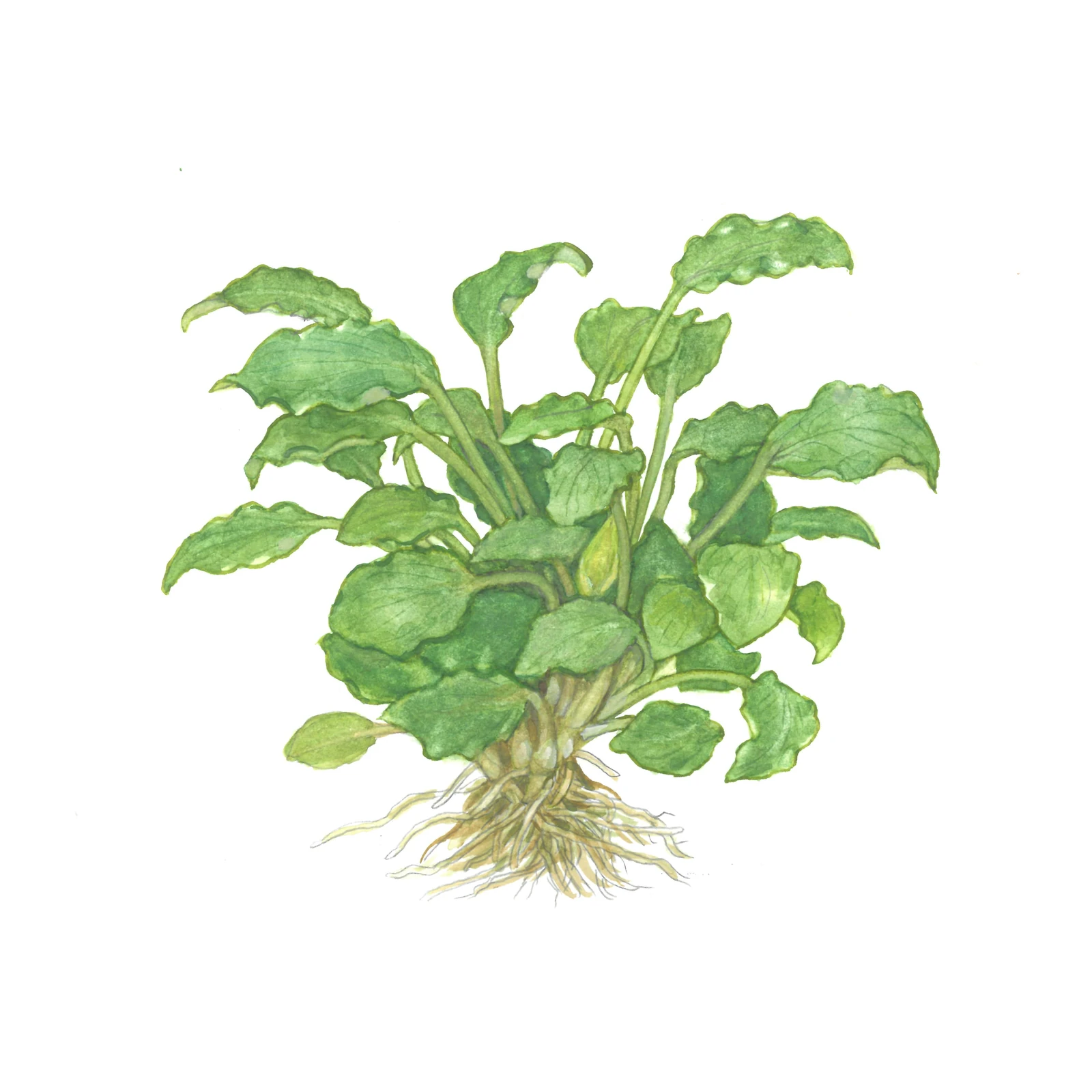 Schismatoglottis prietoi - 1-2-Grow!, 3-pack från Tropica
