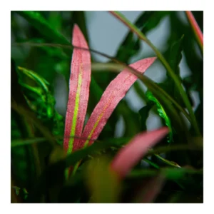 Cryptocoryne spiralis 'Red' - kruka, 5-pack från Tropica
