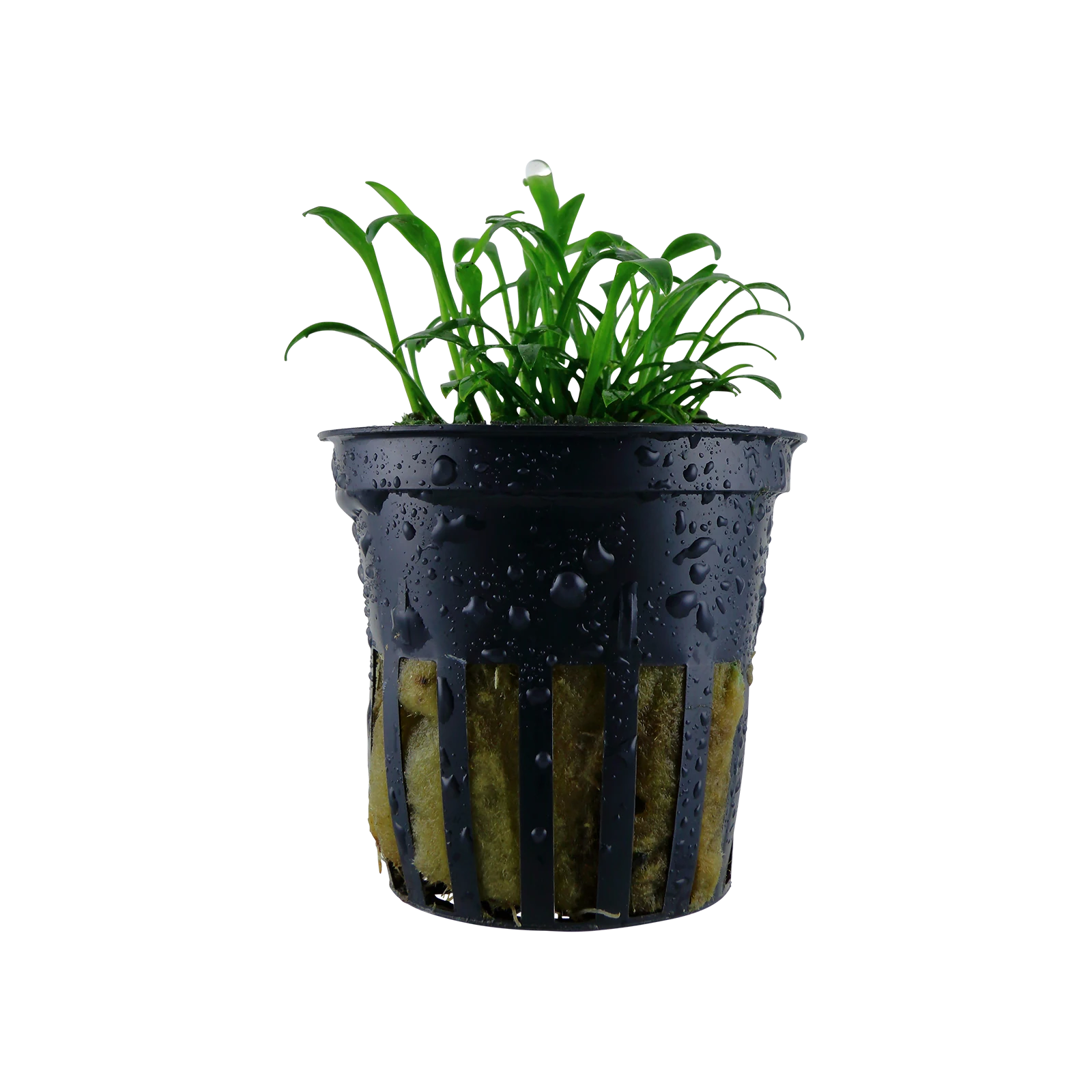 Cryptocoryne parva - kruka, 5-pack från Tropica