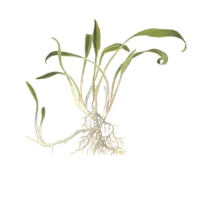 Cryptocoryne parva - 1-2-Grow!, 3-pack från Tropica