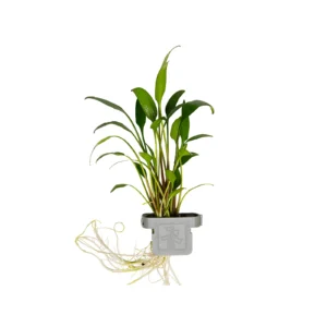 Cryptocoryne x willisii - clip, 5-pack från Tropica