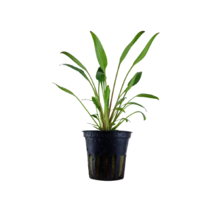 Cryptocoryne x willisii - kruka, 5-pack från Tropica