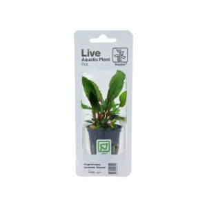 Cryptocoryne x willisii - singelförpackad kruka, 3-pack från Tropica