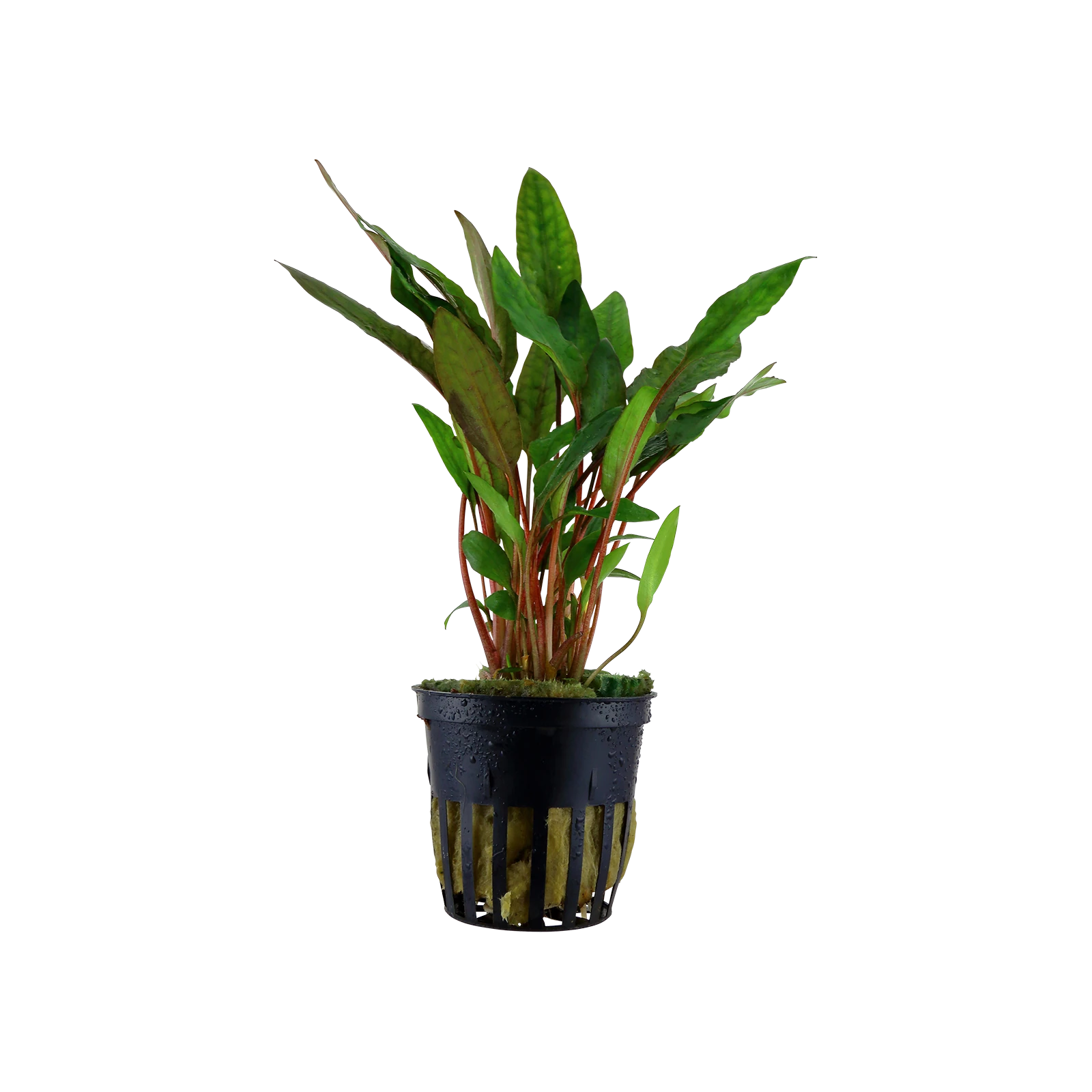 Cryptocoryne beckettii 'Petchii' - kruka, 5-pack från Tropica