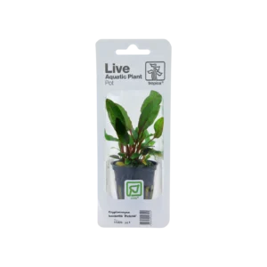 Cryptocoryne beckettii 'Petchii' - singelförpackad kruka, 3-pack från Tropica