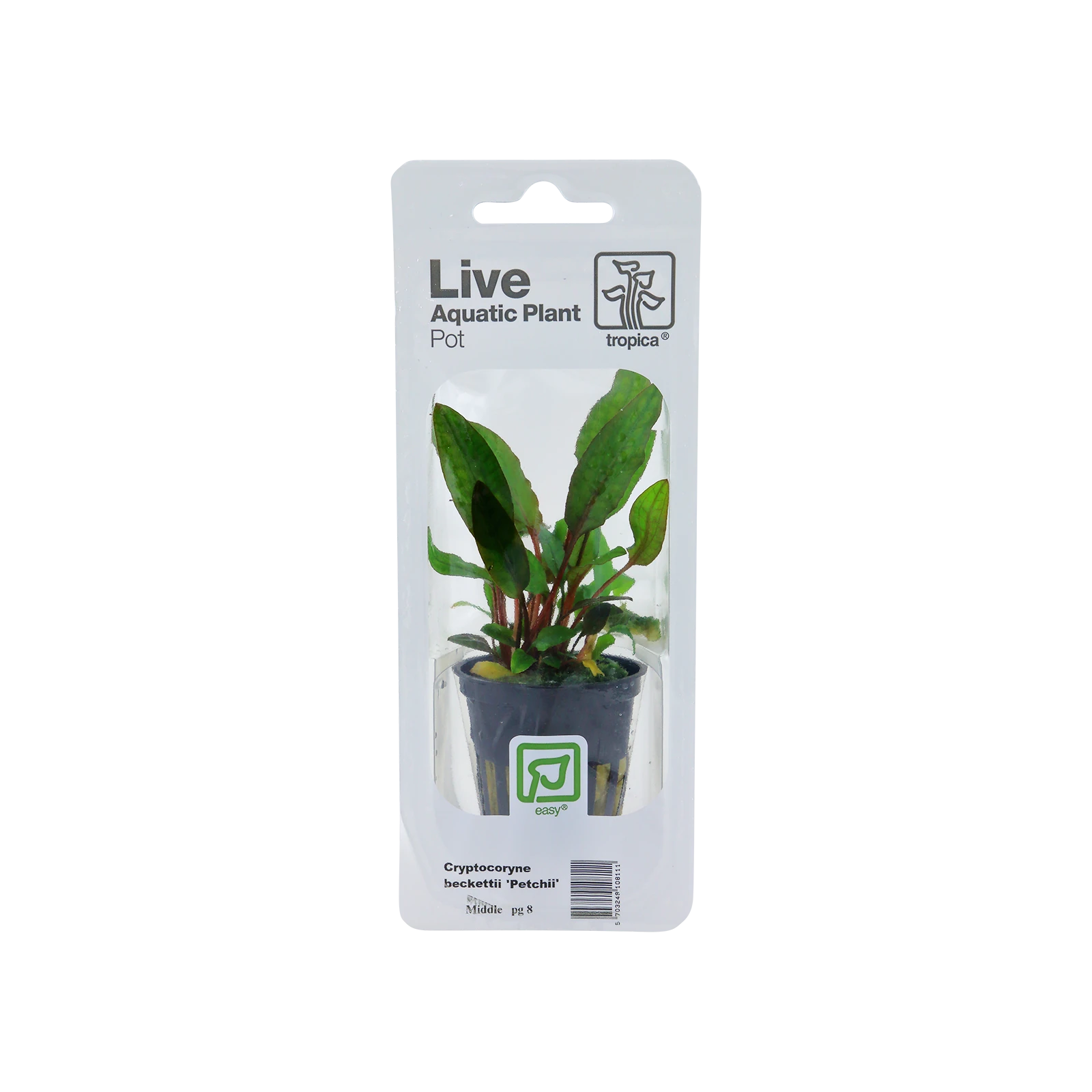 Cryptocoryne beckettii 'Petchii' - singelförpackad kruka, 3-pack från Tropica