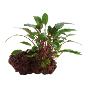 Cryptocoryne beckettii 'Petchii' - på sten från Tropica