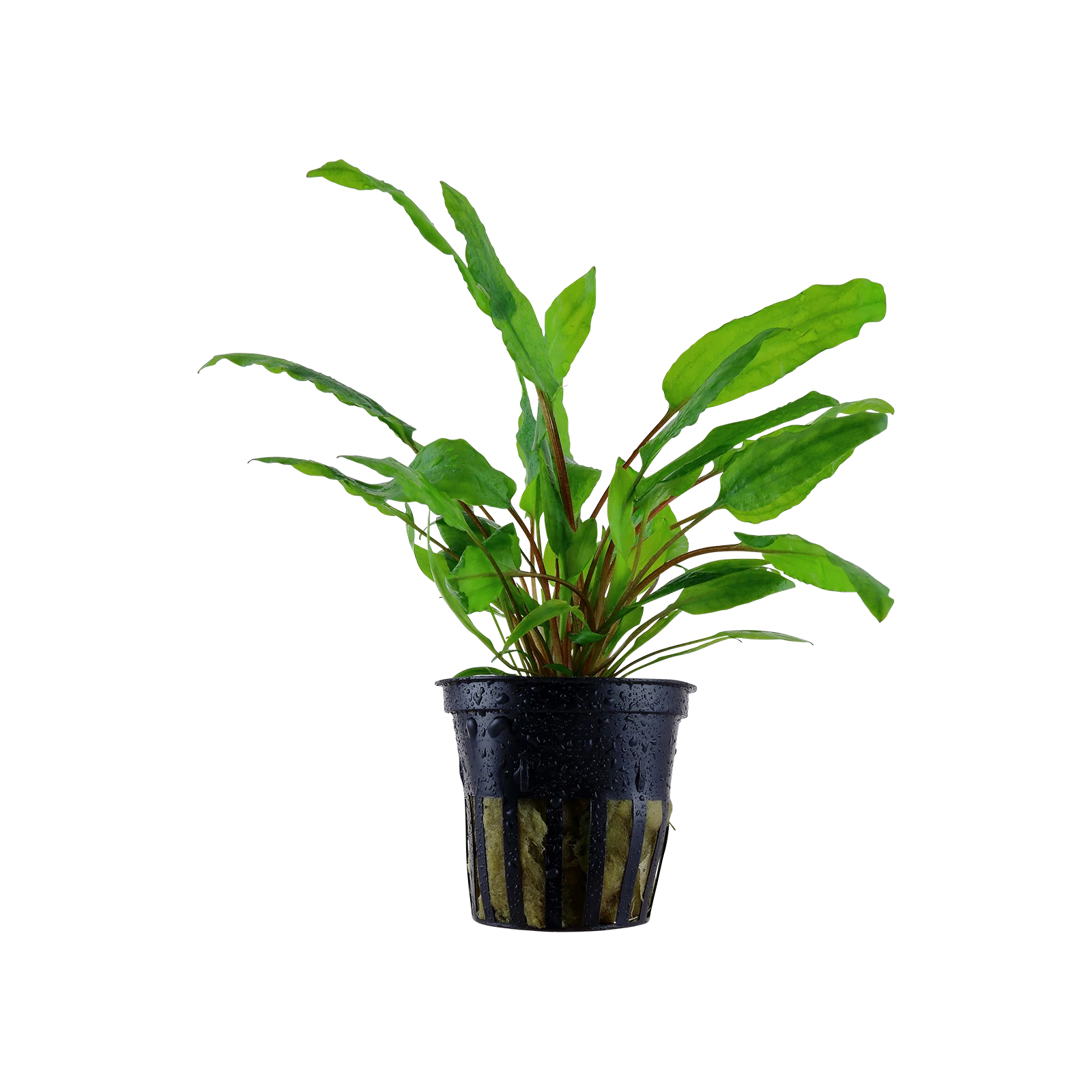 Cryptocoryne wendtii 'Green' - kruka, 5-pack från Tropica